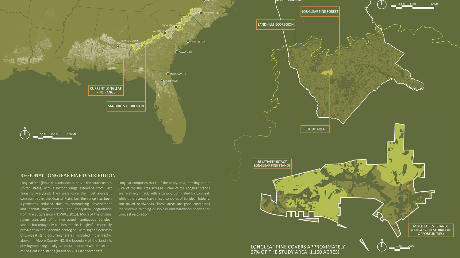 Longleaf Pine Conservation Project