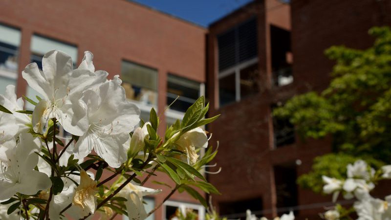 Azaleas in full bloom in front of the College of Design&#8217;s Kamphoefner Hall.