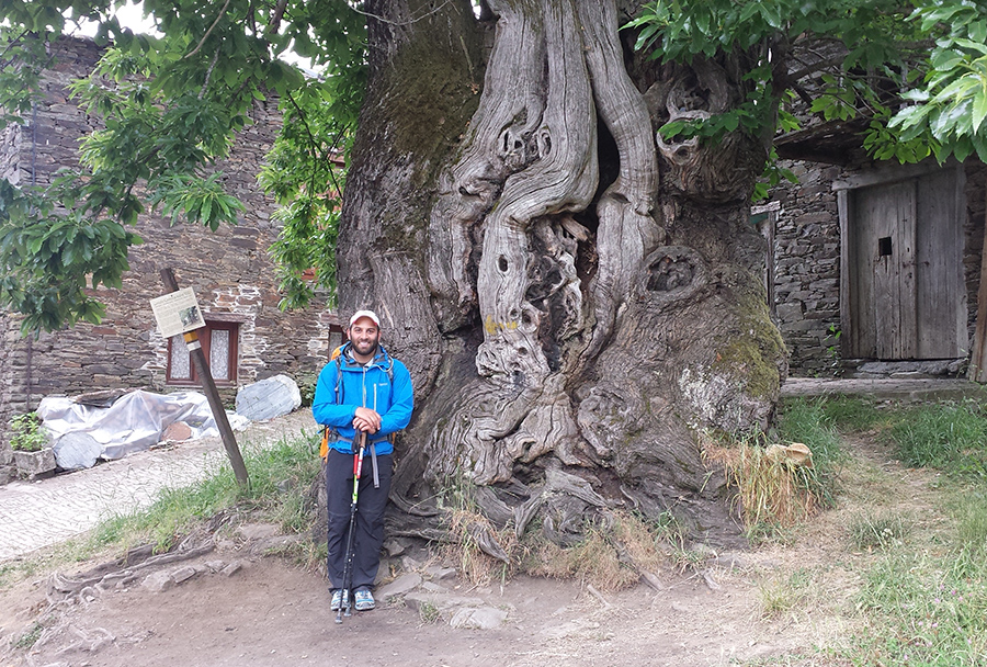 Simaan_800 yr old chestnut tree