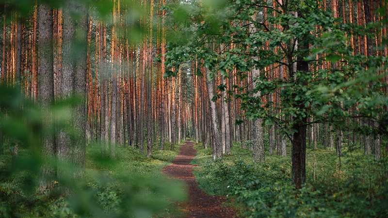 Greenway trail photo by Ugne Vasyliute on Unsplash