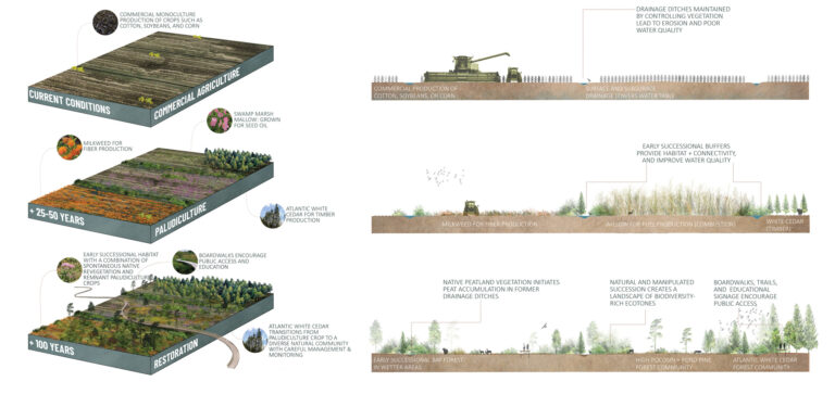 Peatland: Strategies for Restoration, Design, and Planning of North Carolina Peatlands, authored by Madalyn Baldwin (MLA 2019)