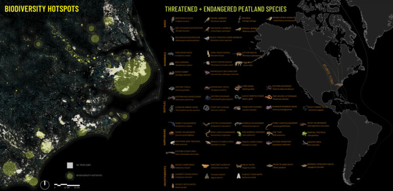 Peatland: Strategies for Restoration, Design, and Planning of North Carolina Peatlands, authored by Madalyn Baldwin (MLA 2019)