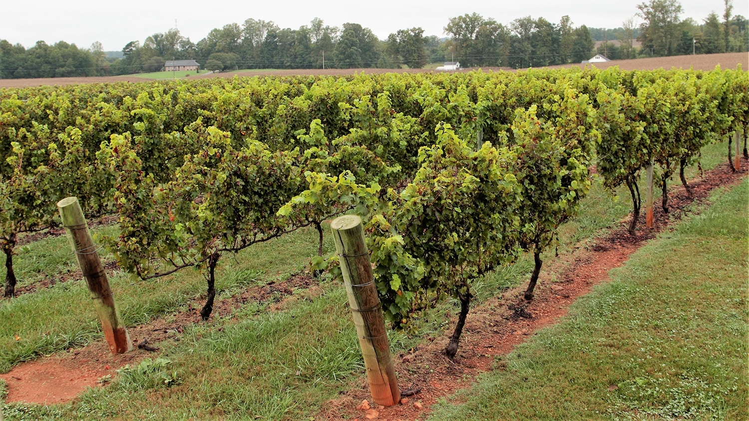 Vines at Shelton Vineyards.