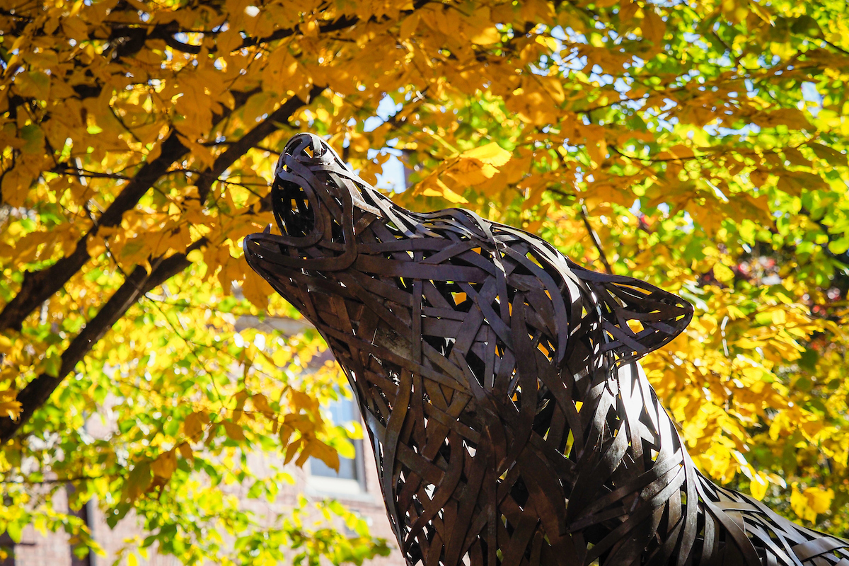 Nc State wolf statue in the fall