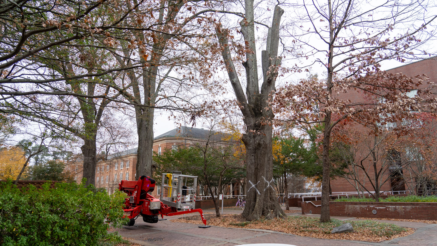 The large oak at the College of Design is marked for removal.